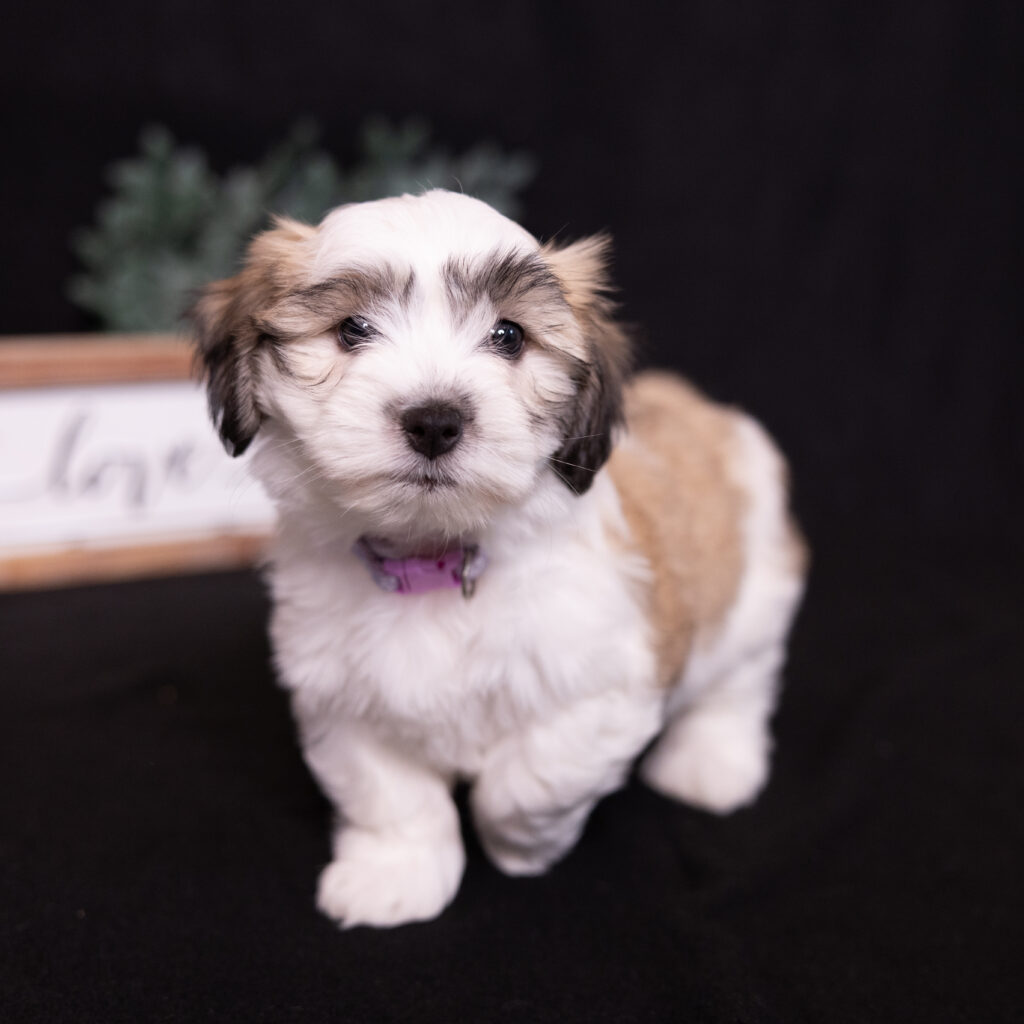 small white dog puppies for sale