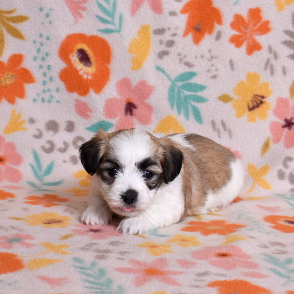 small white dog puppy