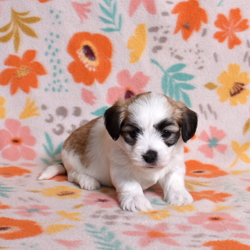 small white dog types