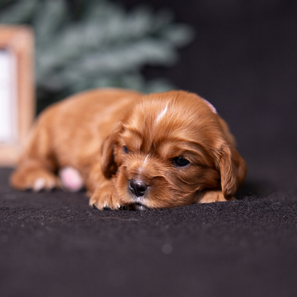 AKC cavalier puppies