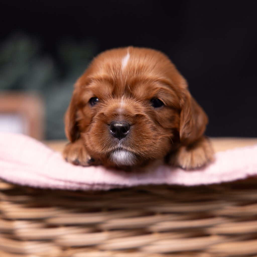 AKC cavalier puppies lancaster