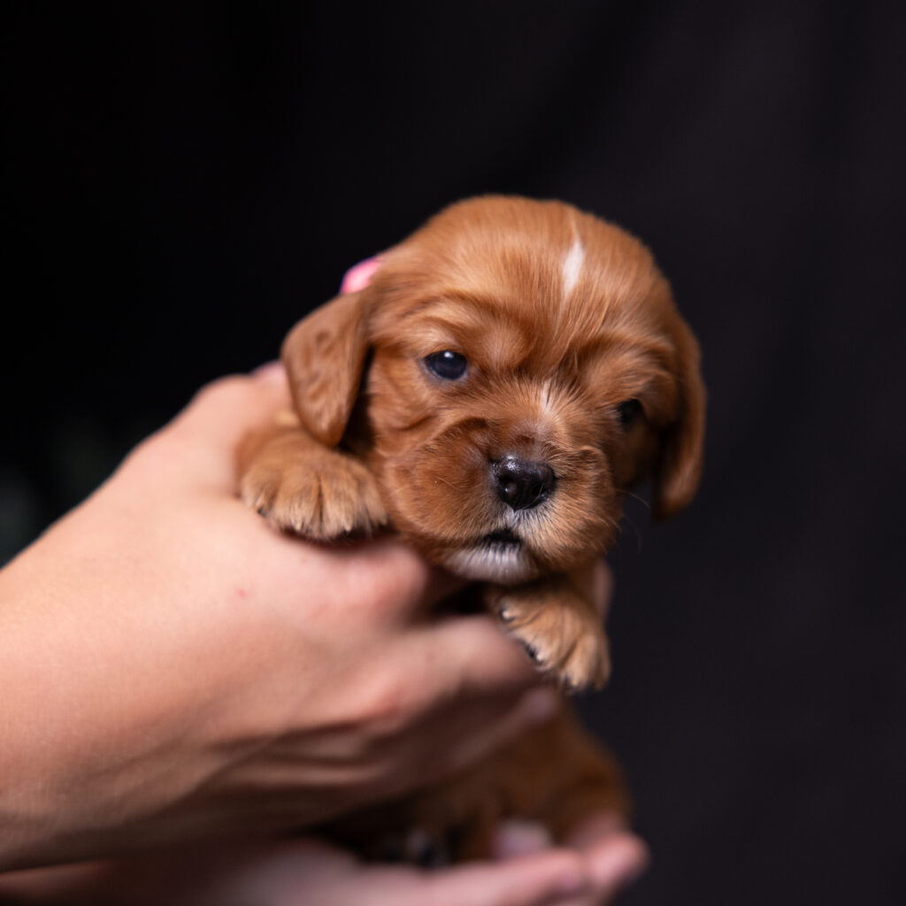 AKC cavalier puppies lancaster county