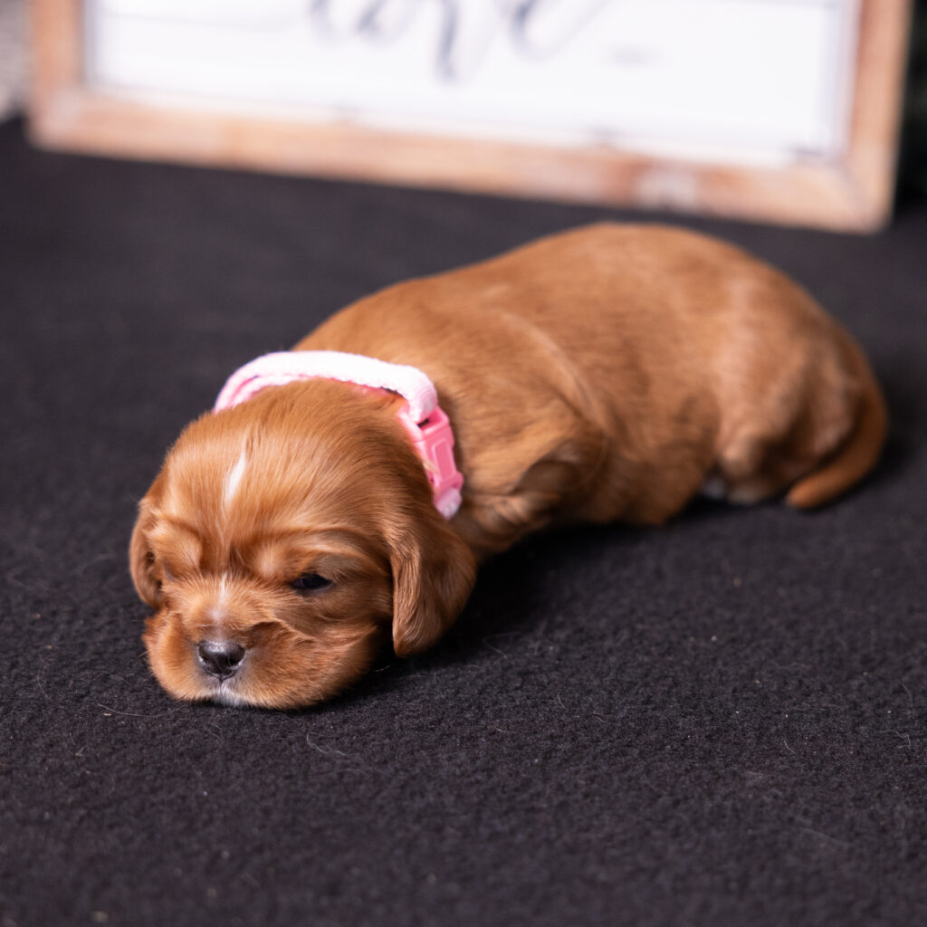 AKC cavalier puppy