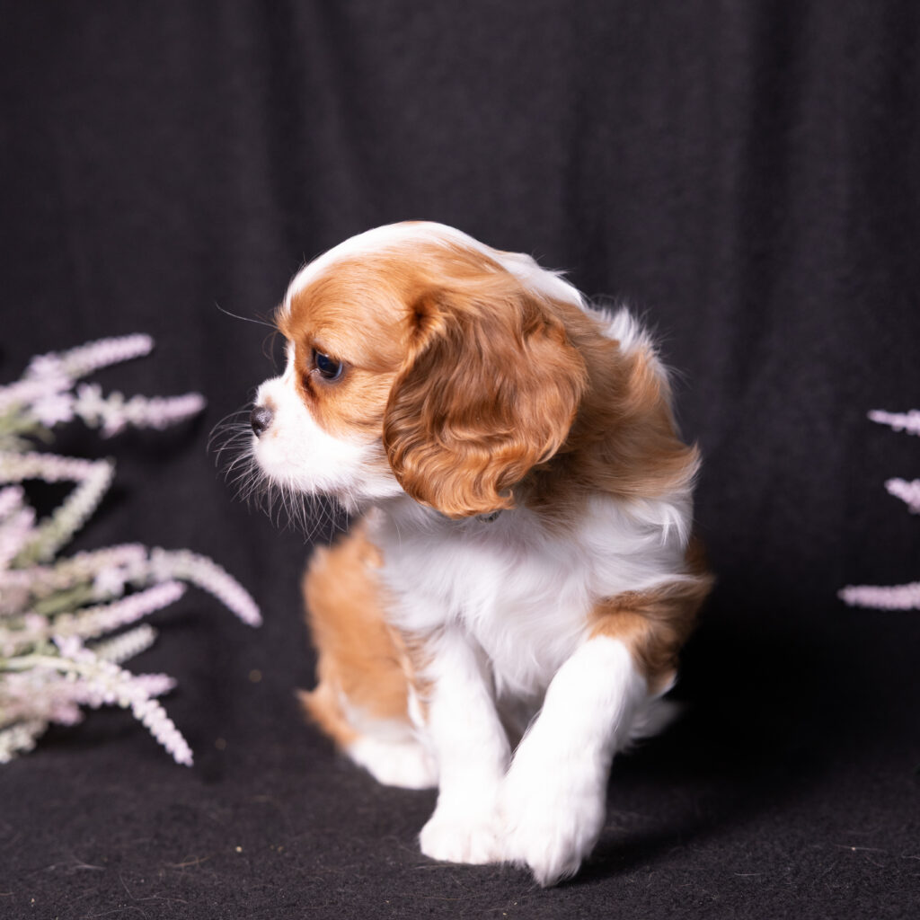 Blenheim Cavalier King Charles puppies breeder