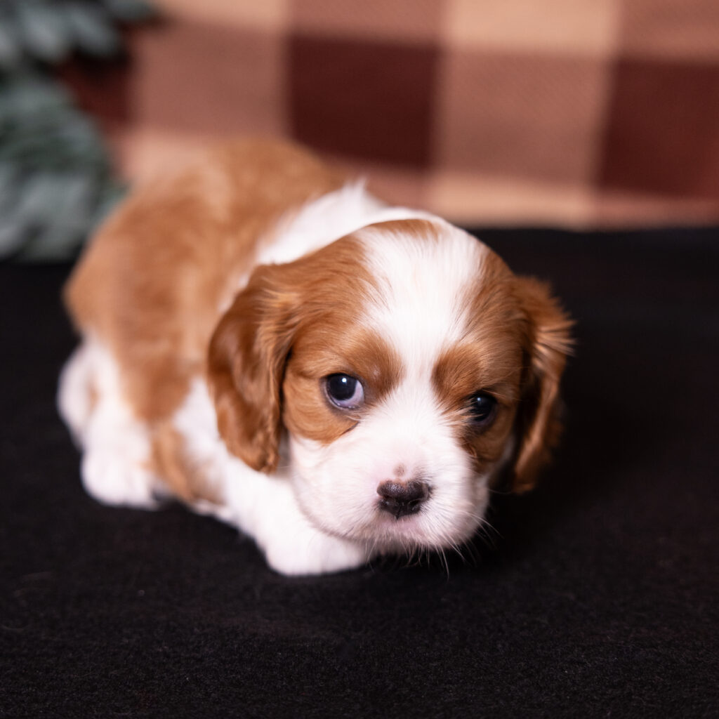 Blenheim Cavalier King Charles puppy