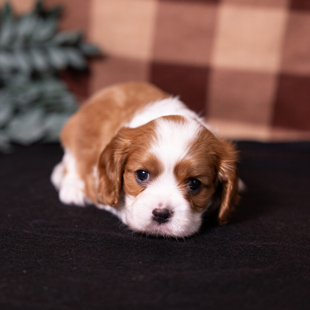 Blenheim Cavalier King Charles puppy PA