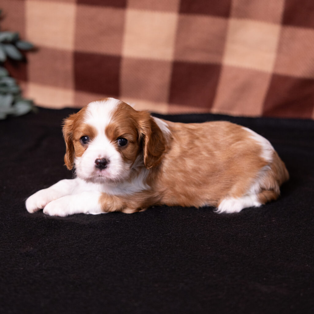 Blenheim Cavalier King Charles puppy breeder