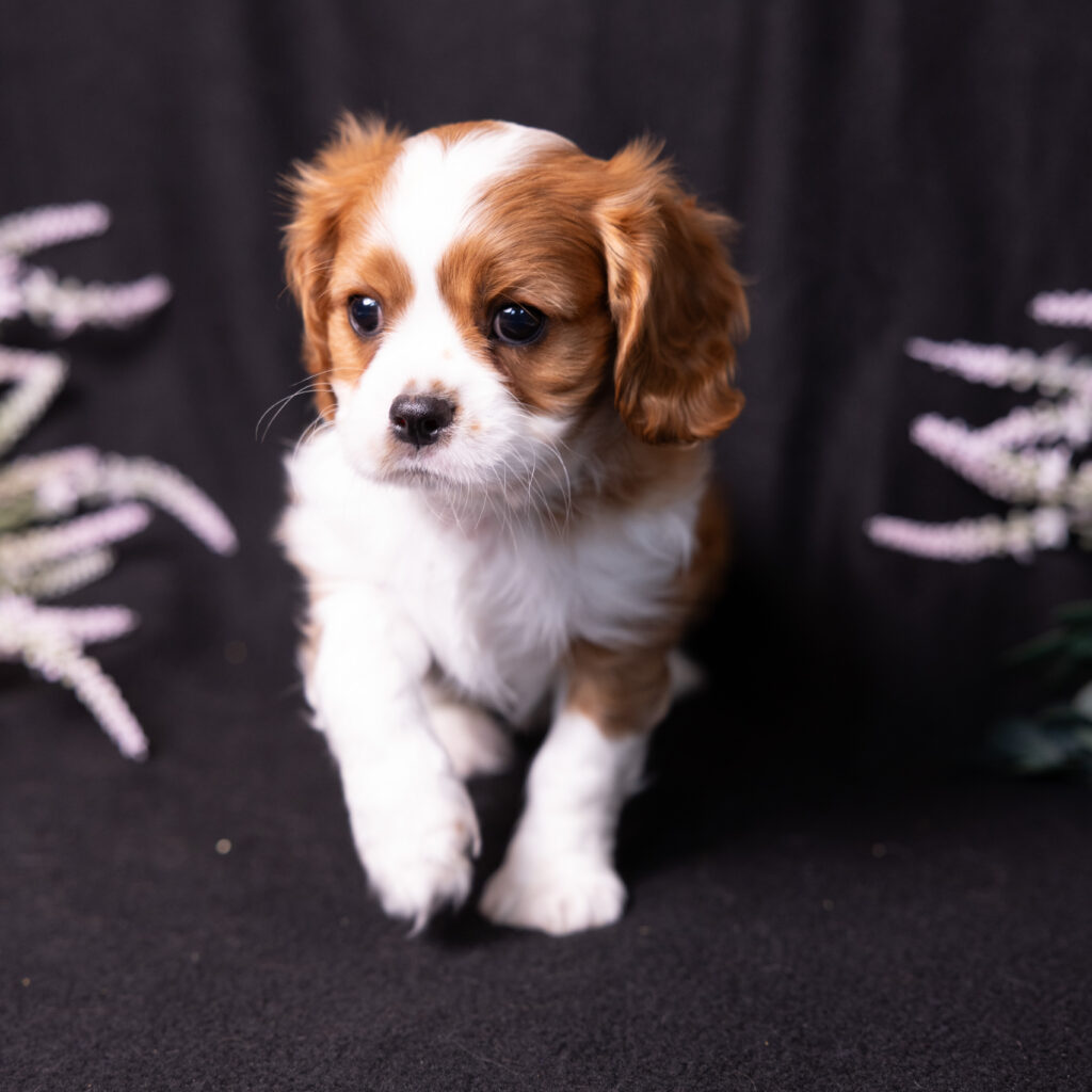 Blenheim Cavalier King Charles puppy breeder