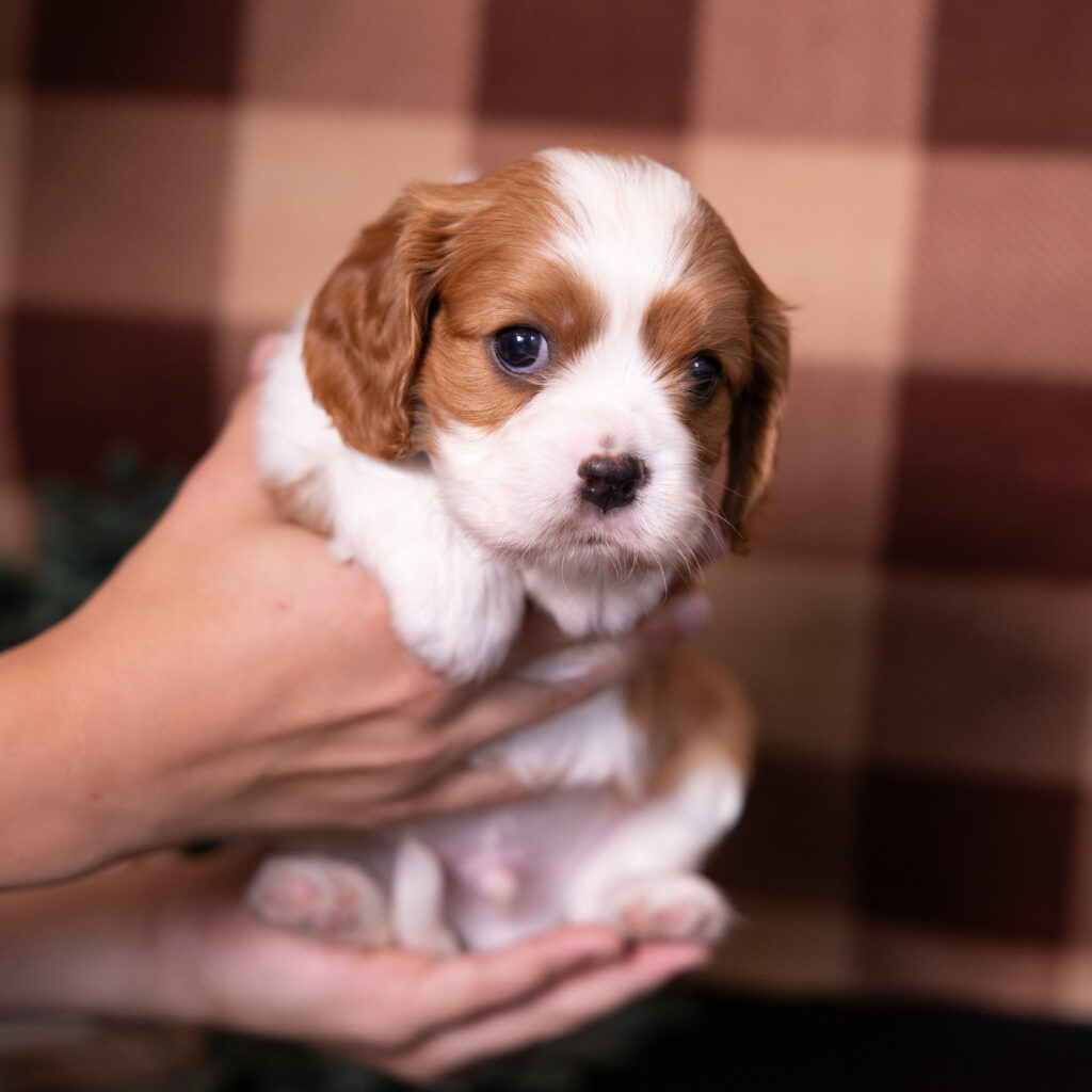 Blenheim Cavalier King Charles puppy breeder Lititz PA