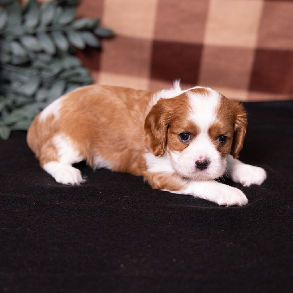 Blenheim Cavalier King Charles puppy breeder PA