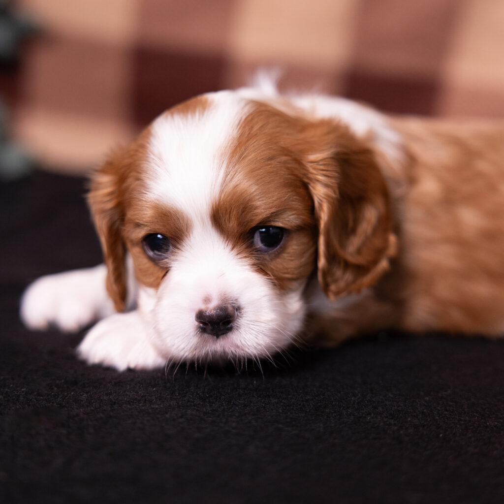 Blenheim Cavalier King Charles puppy breeder in Lititz PA