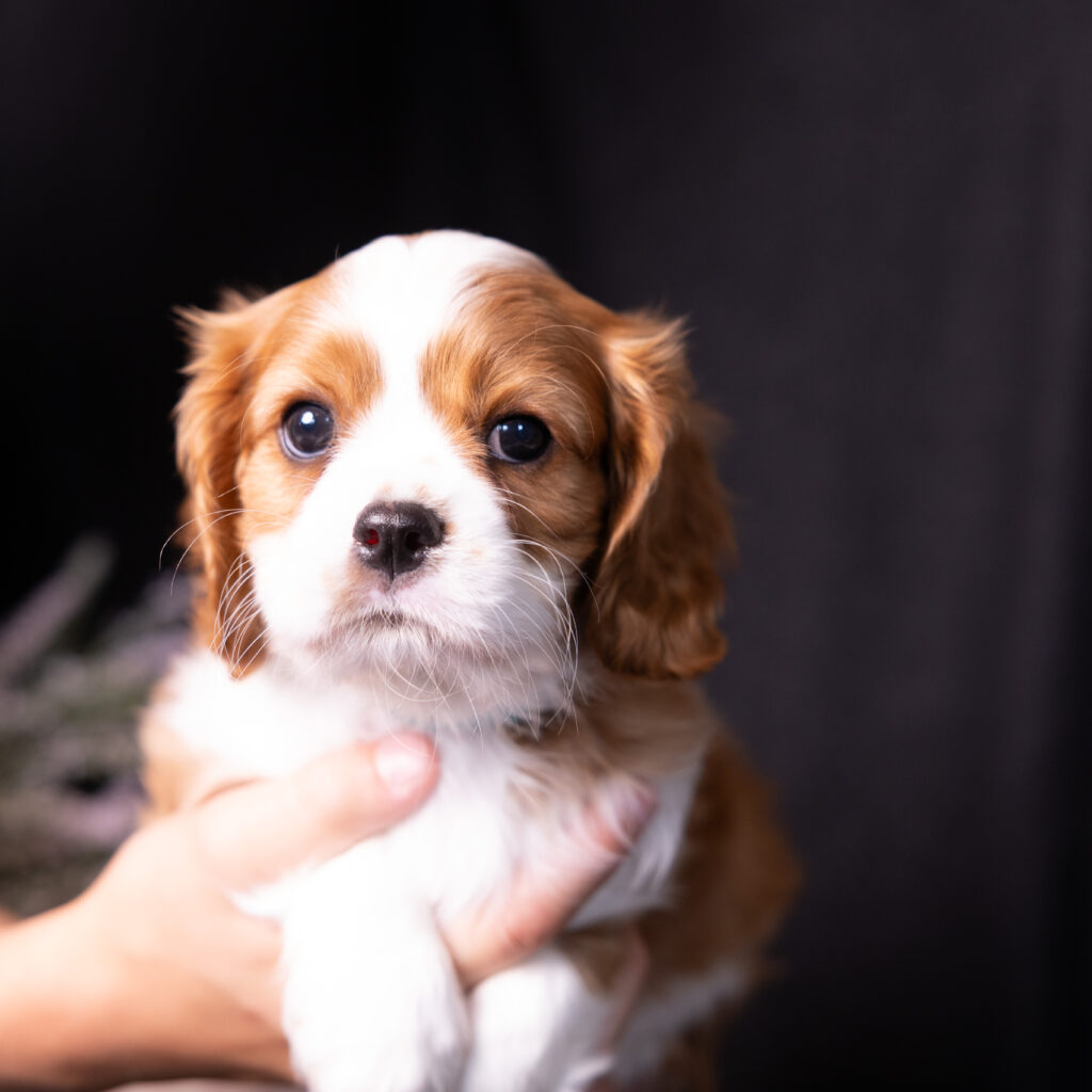 Blenheim Cavalier King Charles puppy breeders