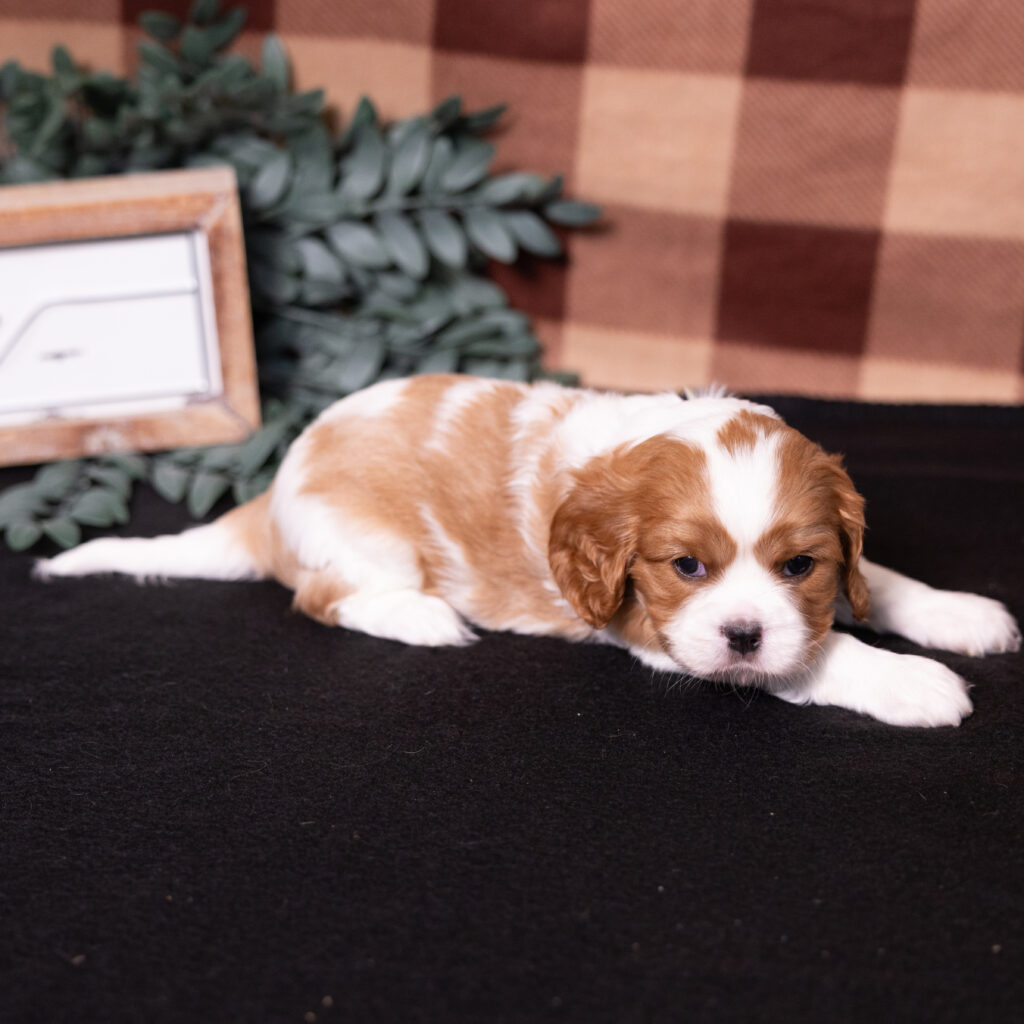 Blenheim Cavalier Spaniel puppies in Lancaster PA