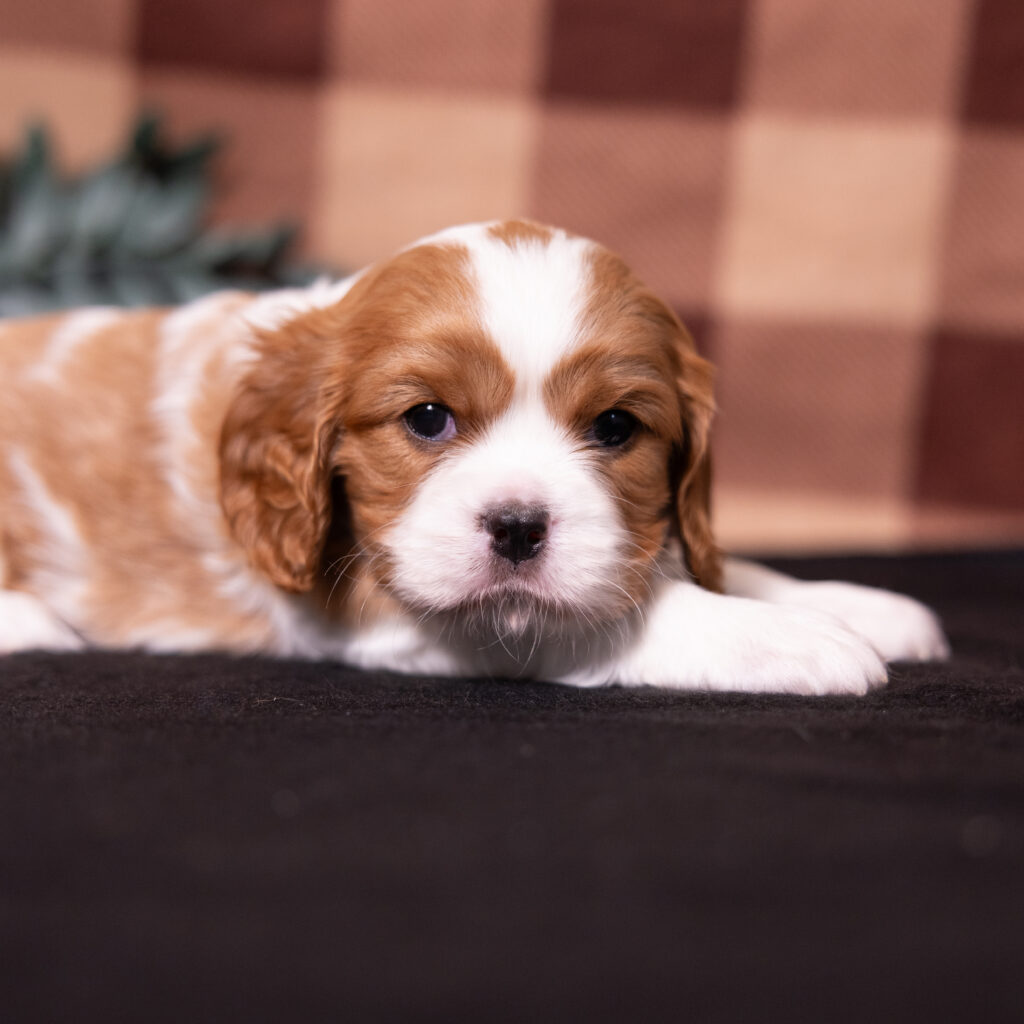 Blenheim Cavalier Spaniel puppy