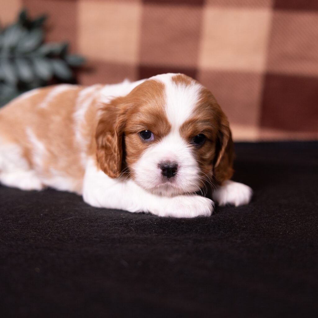 Blenheim Cavalier Spaniel puppy Lancaster PA