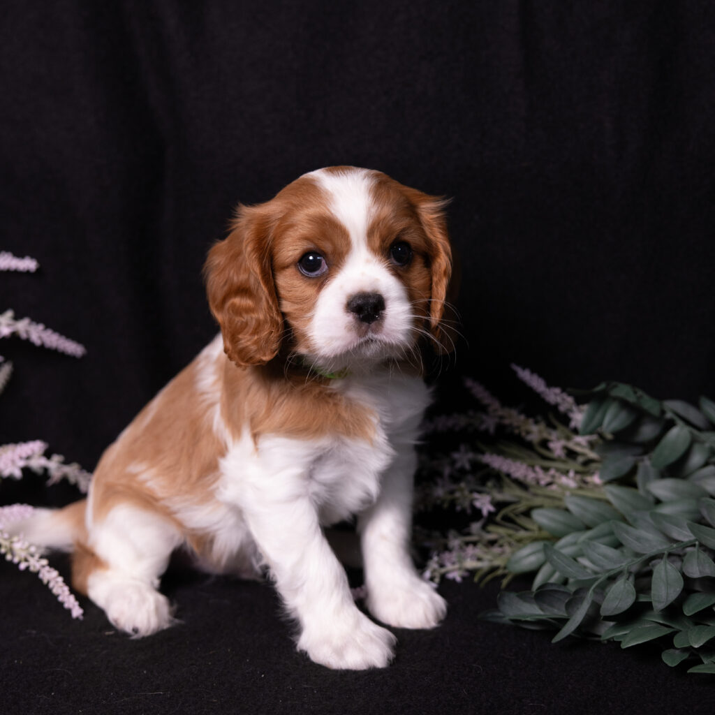Blenheim Cavalier Spaniel puppy PA