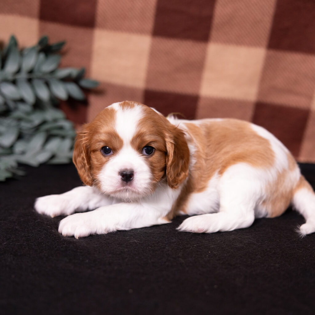 Blenheim Cavalier Spaniel puppy breeder in Lancaster PA