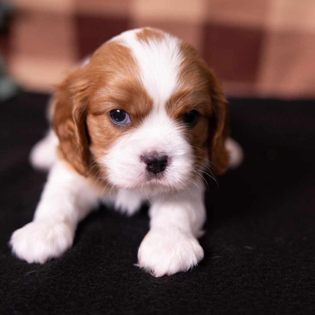 Blenheim Cavalier Spaniel puppy in Lancaster PA