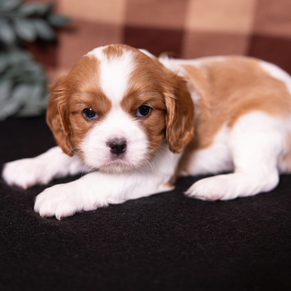 Blenheim Cavalier Spaniel puppy in Lancaster PA for sale
