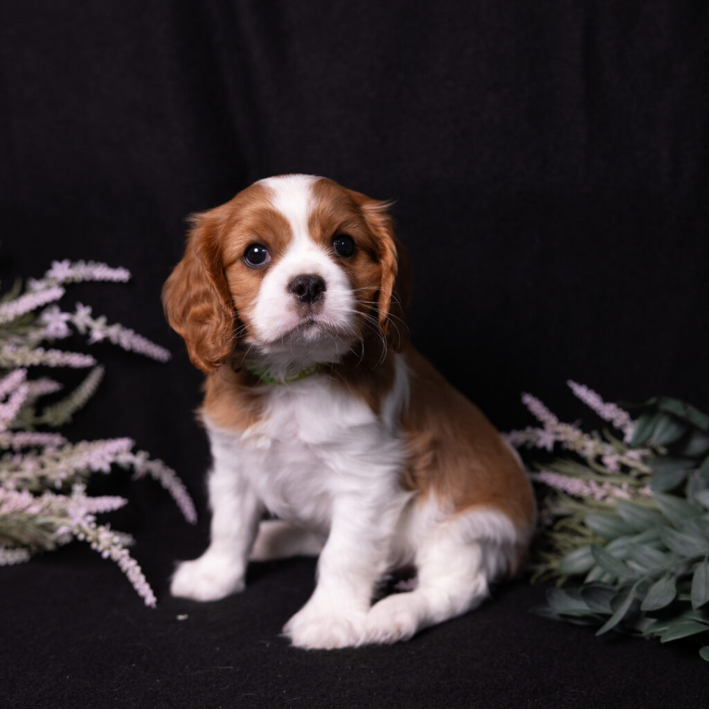 Blenheim Cavalier Spaniel puppy near Lancaster