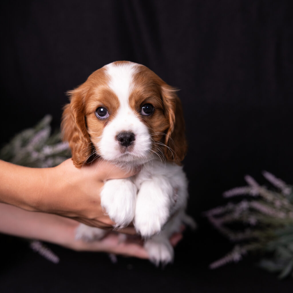 Blenheim Cavalier Spaniel puppy near Lancaster PA