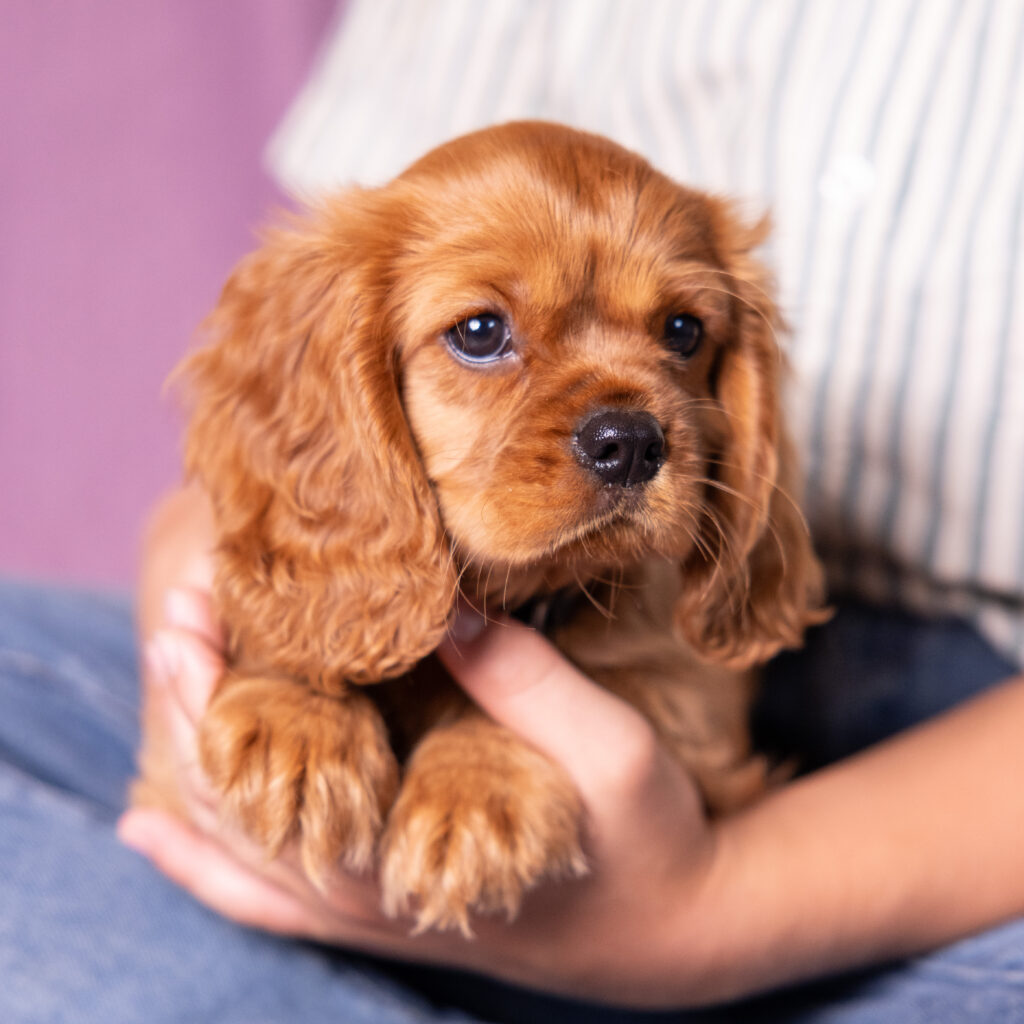 Reputable cavalier king charles spaniel breeders near me
