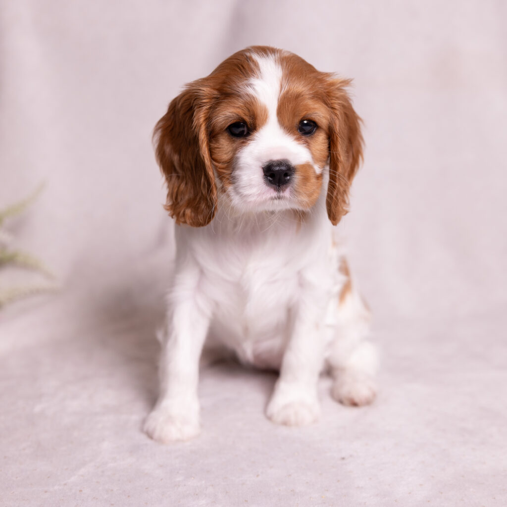 akc cavalier puppies