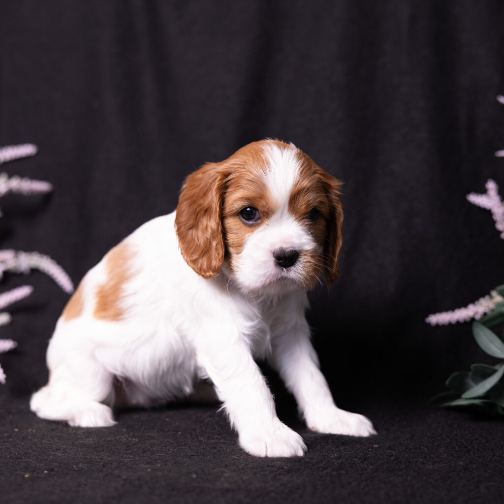 akc cavalier puppies