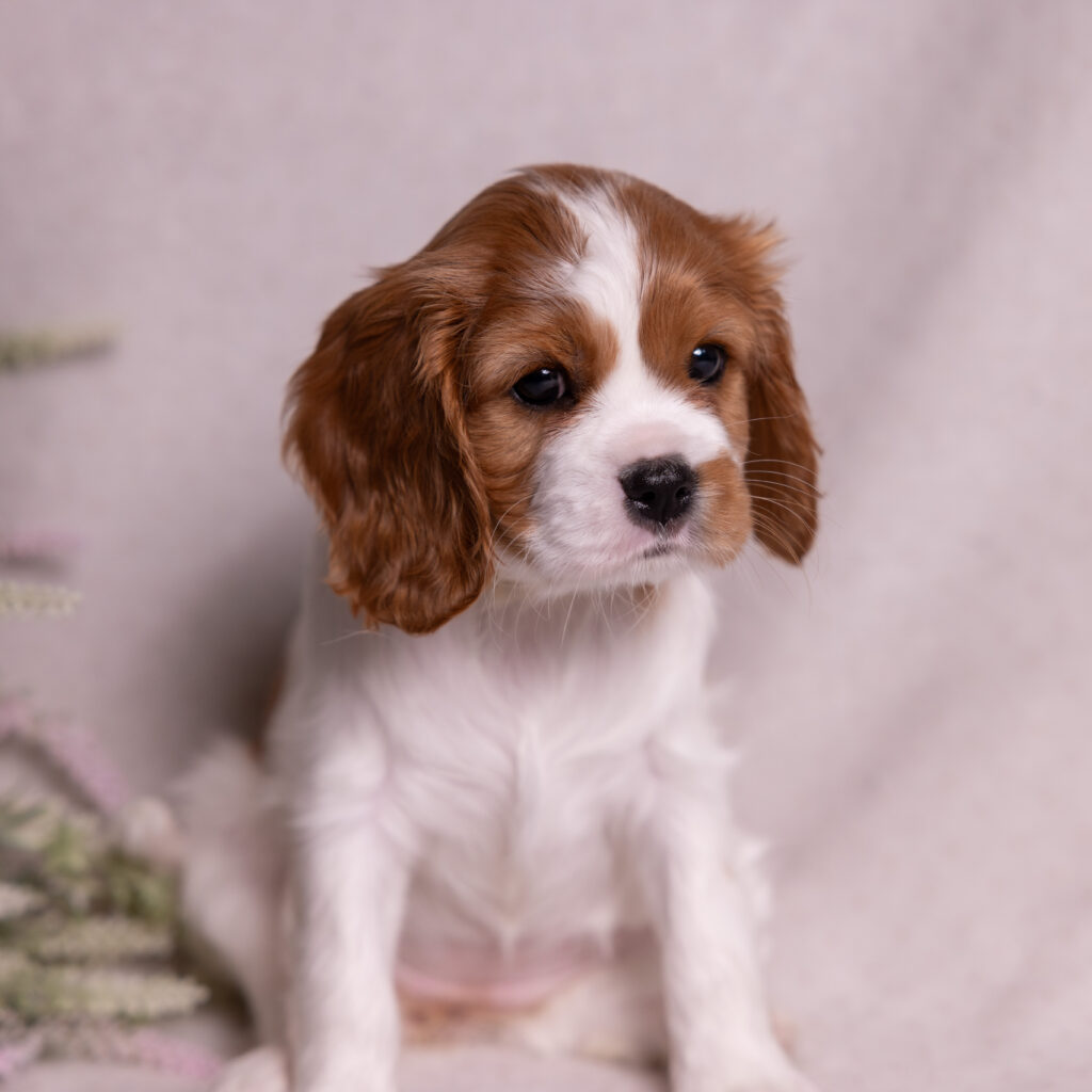 akc cavalier puppies for sale