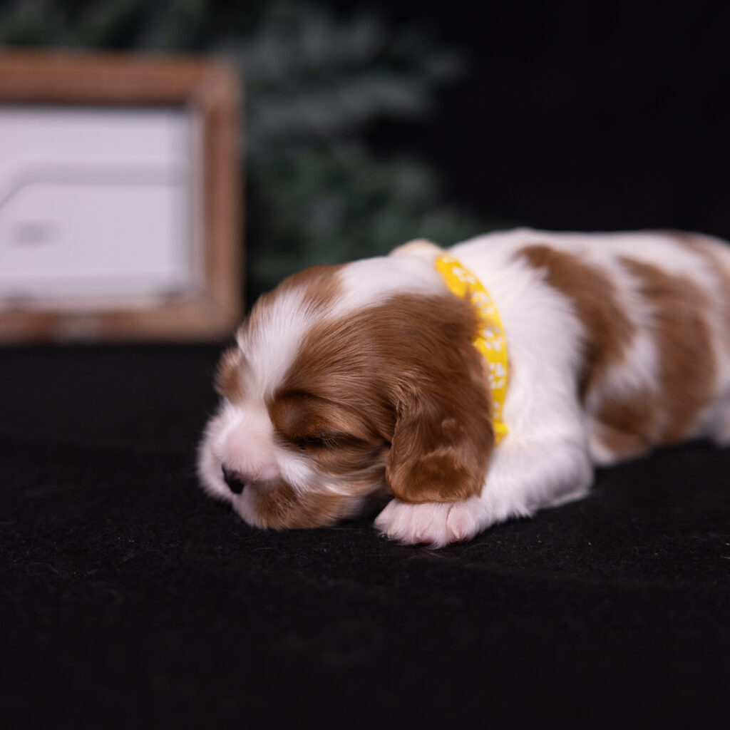 akc cavalier puppies for sale