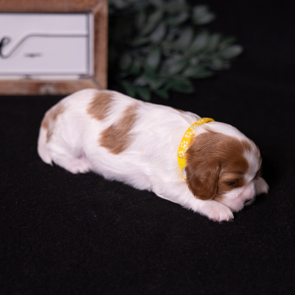 akc cavalier puppies lancaster