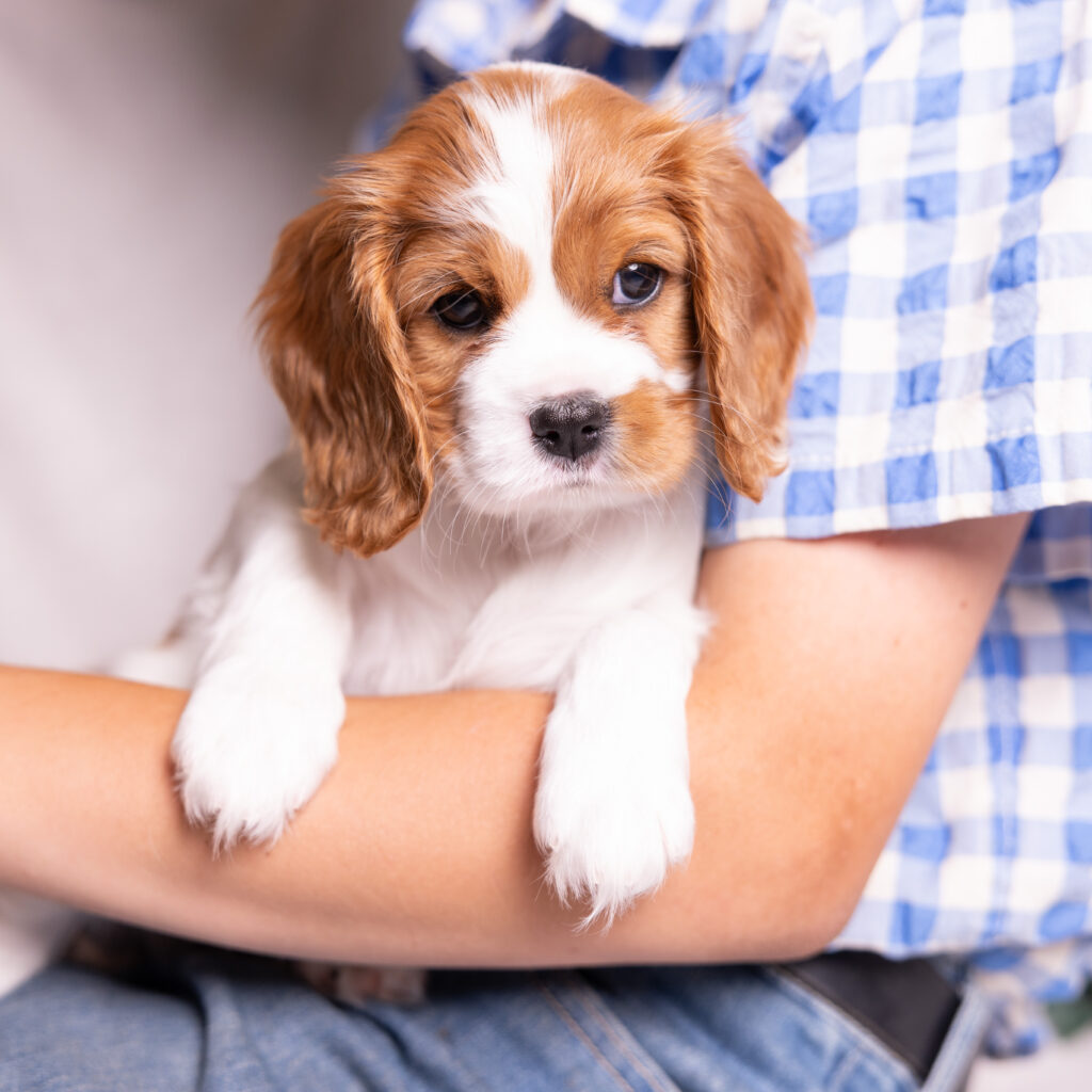 akc cavalier puppies lancaster