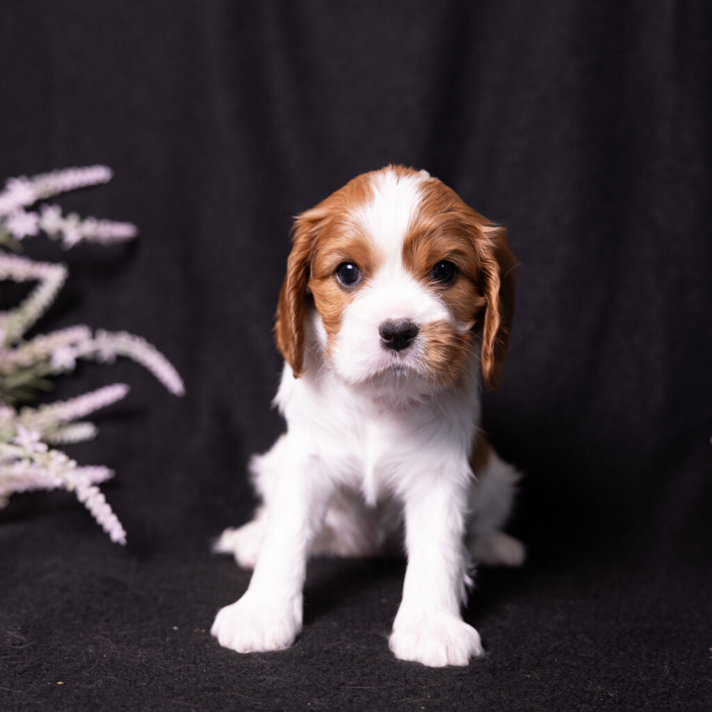 akc cavalier puppies lancaster