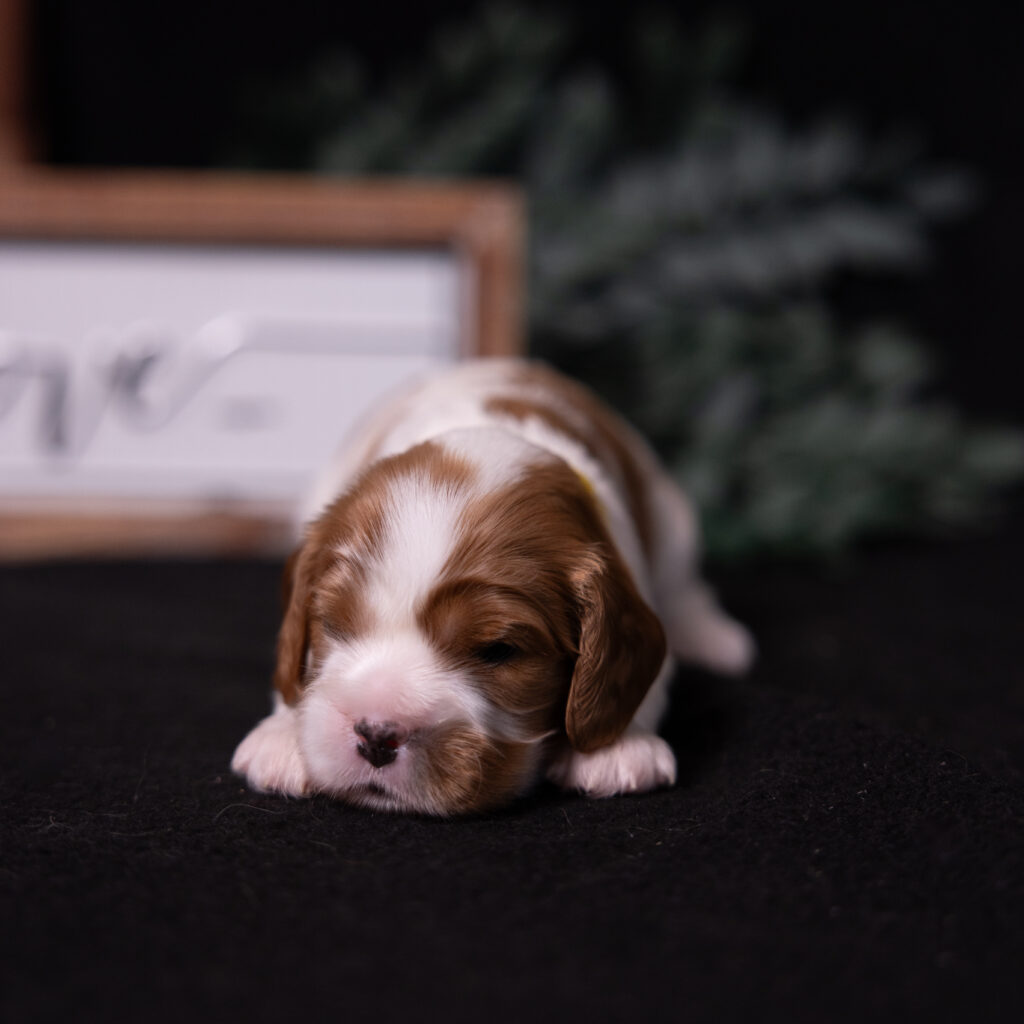 akc cavalier puppies lancaster PA
