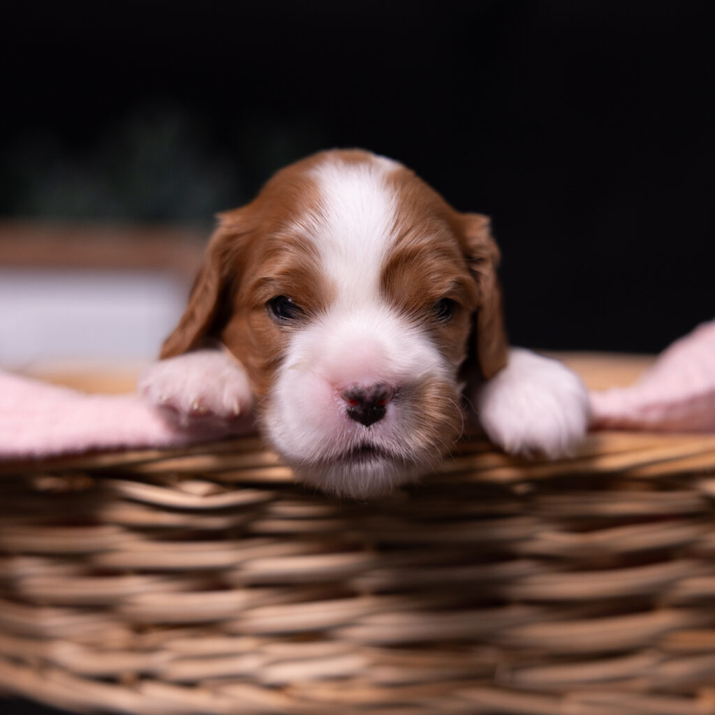 akc cavalier puppies lancaster county