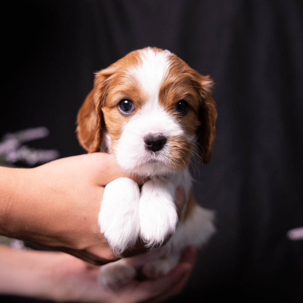 akc cavalier puppies lancaster county