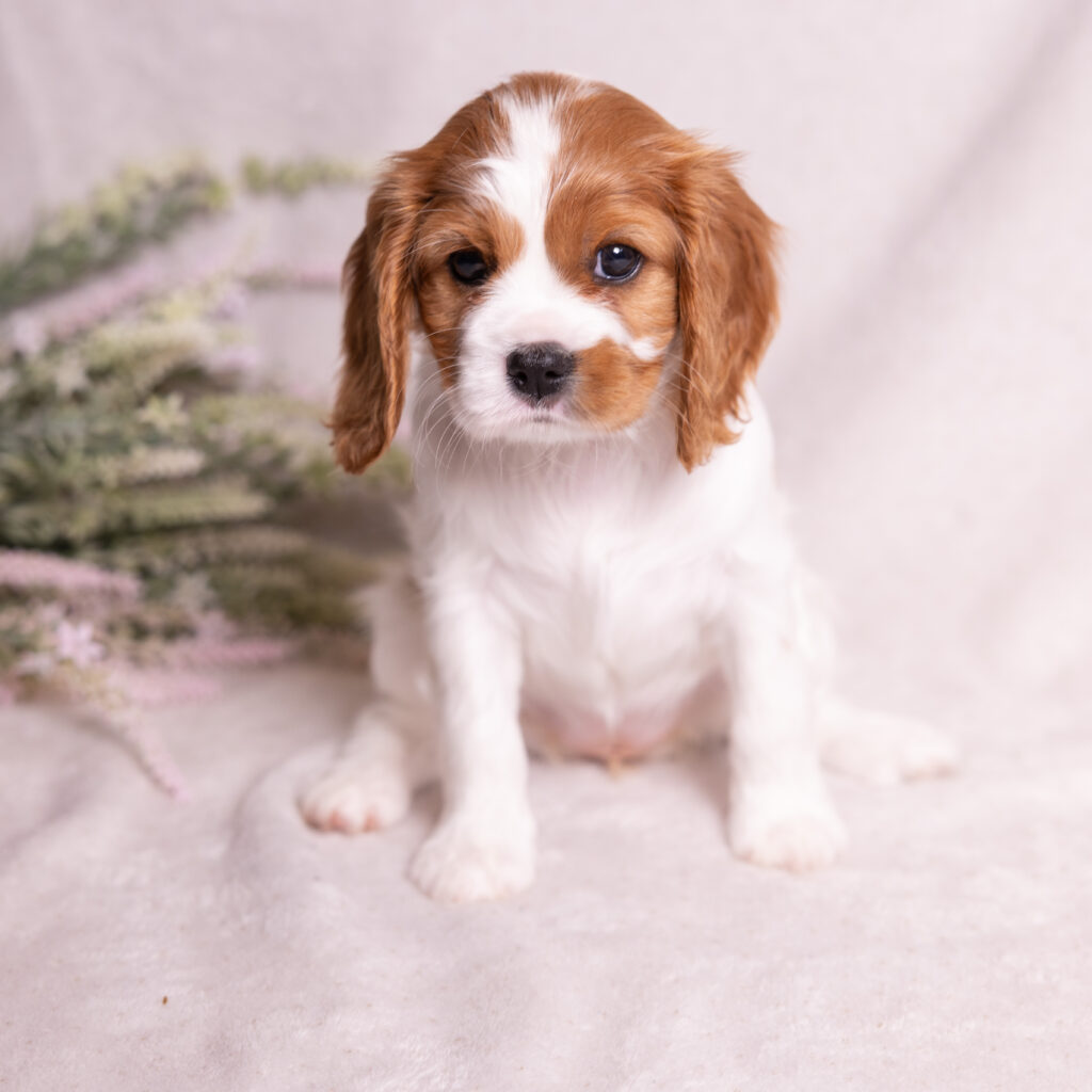 akc cavalier puppies lancaster county