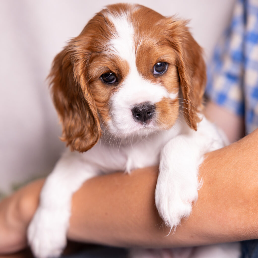 akc cavalier puppies lancaster county for sale