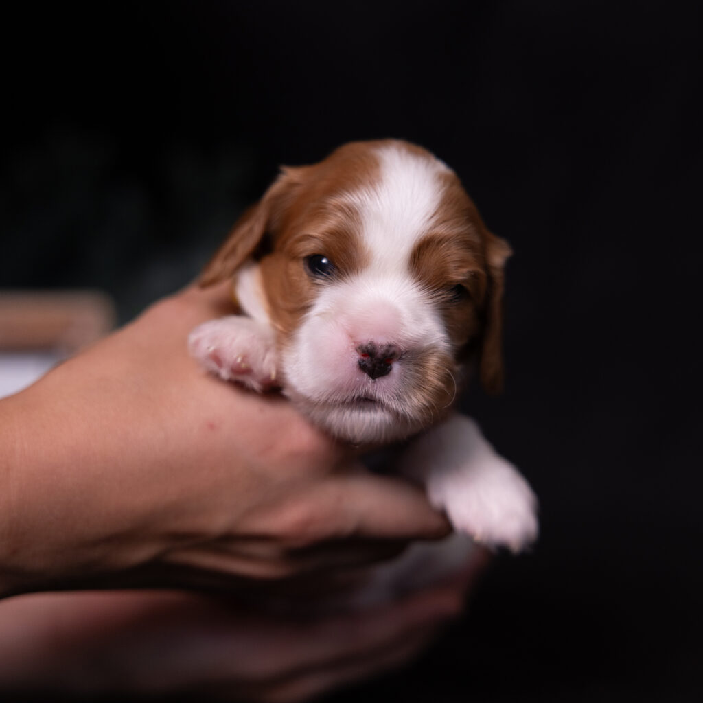 akc cavalier puppies lancaster county for sale