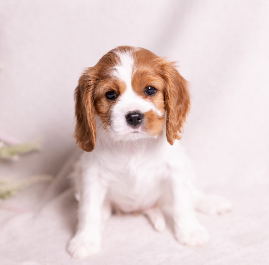 akc cavalier puppies lancaster county pa
