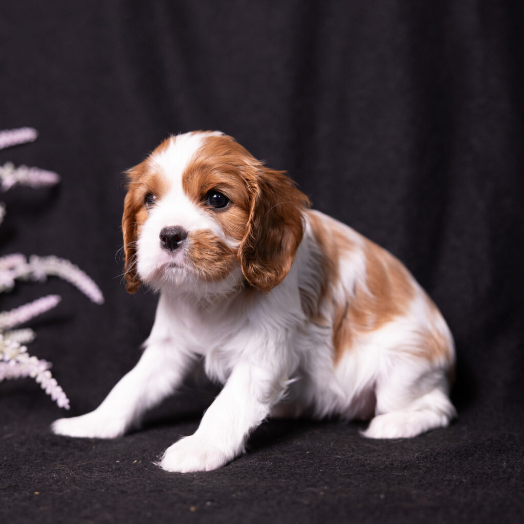 akc cavalier puppy