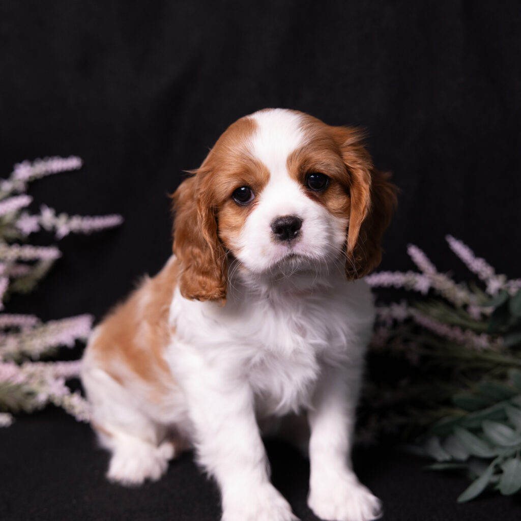 blenheim Cavalier King Charles Spaniel