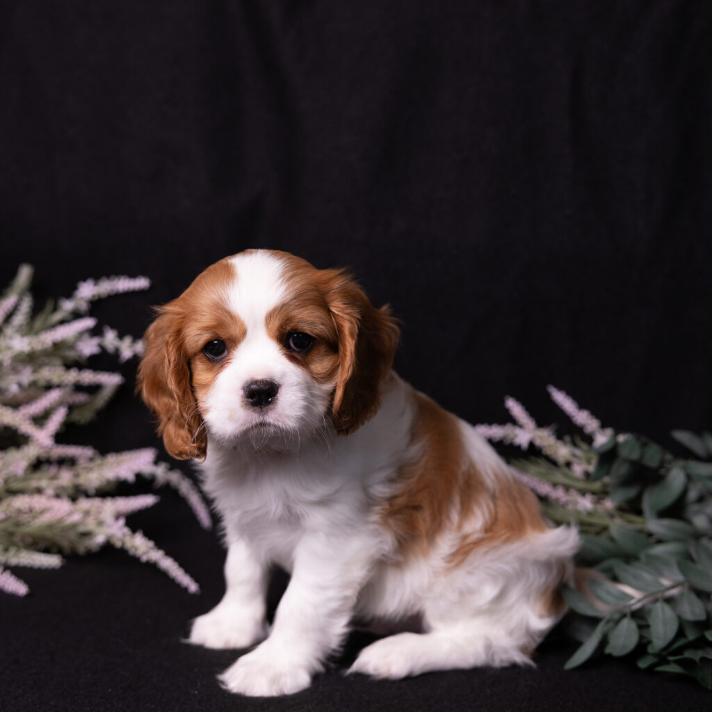 blenheim Cavalier King Charles Spaniel puppy