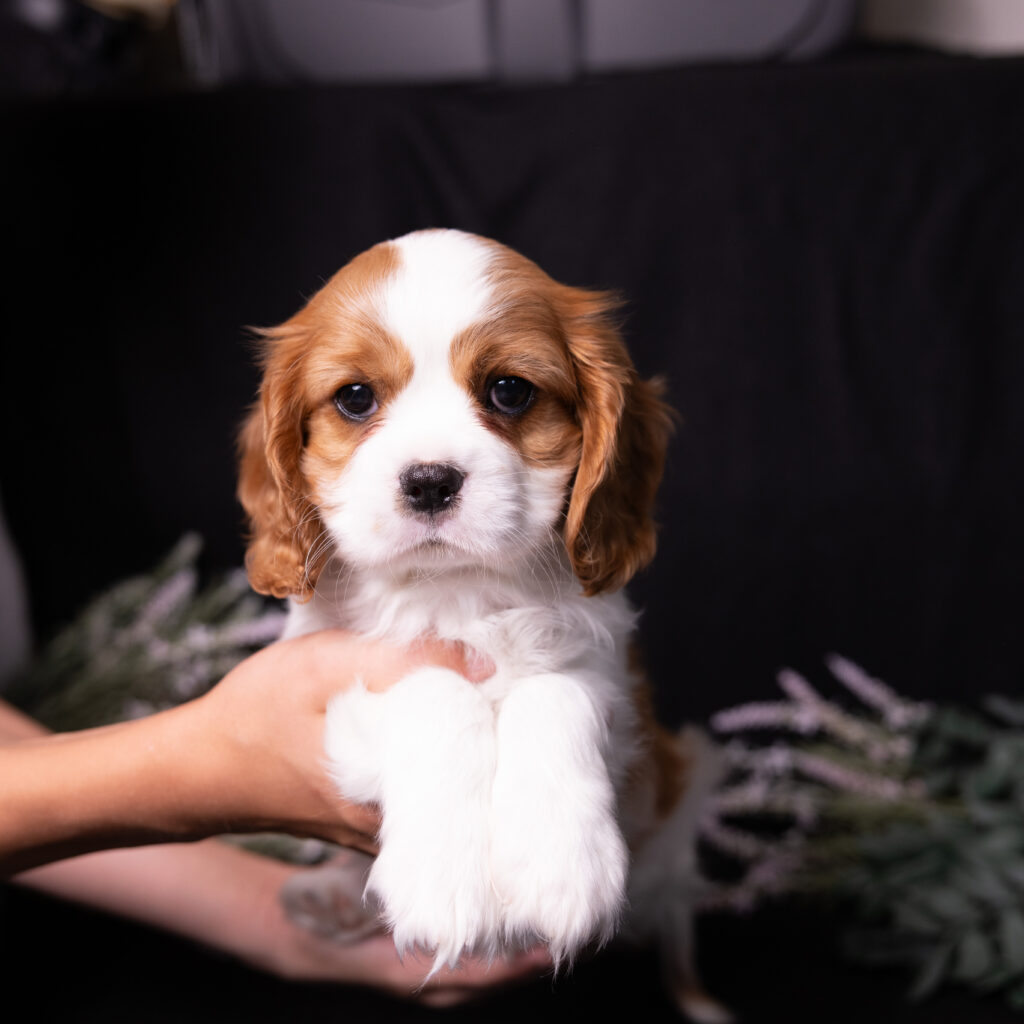 blenheim Cavalier King Charles Spaniel puppy for sale