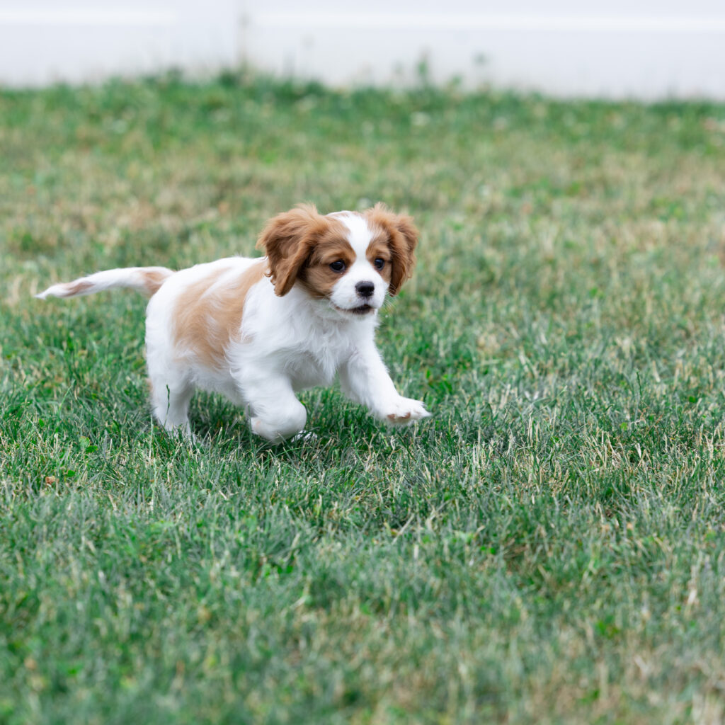 blenheim cavalier king charles spaniel puppies for sale