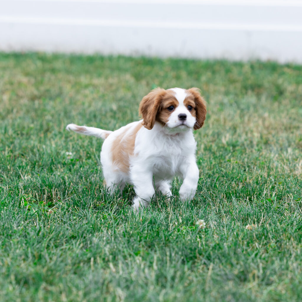 blenheim cavalier king charles spaniel puppy