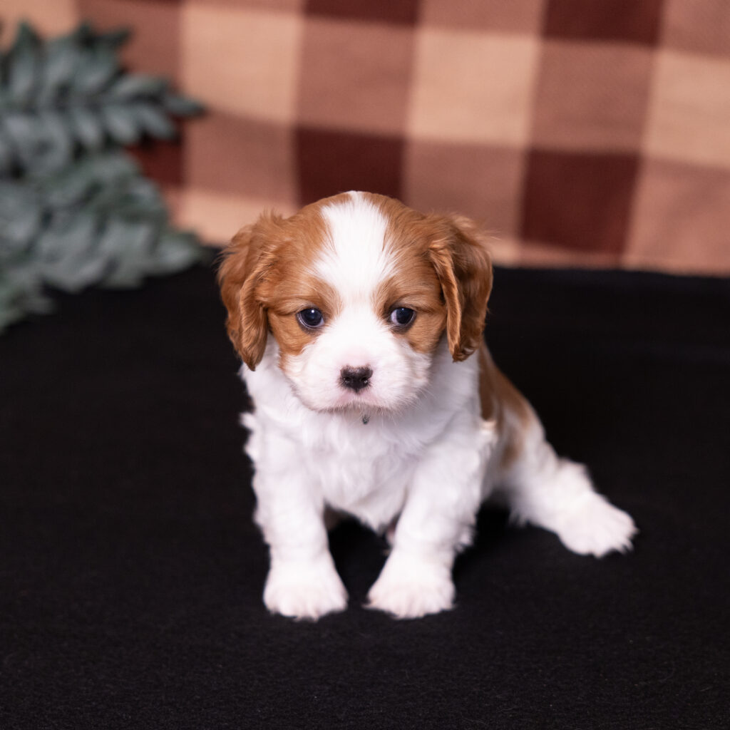 blenheim cavalier king charles spaniel puppy for sale