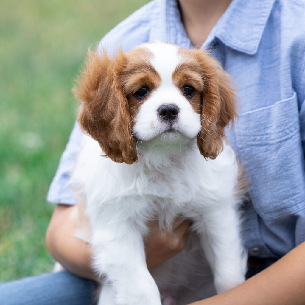 blenheim cavalier king charles spaniel puppy for sale
