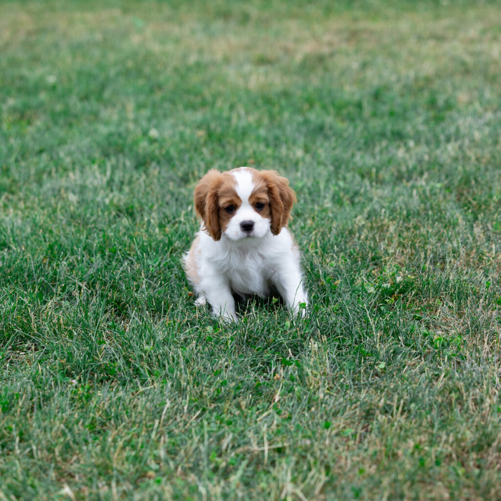 blenheim cavalier king charles spaniel puppy for sale Lancaster PA
