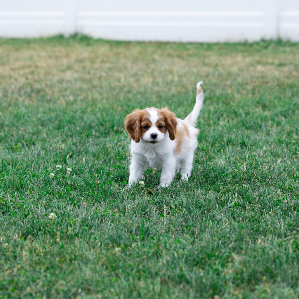 blenheim cavalier king charles spaniel puppy for sale PA